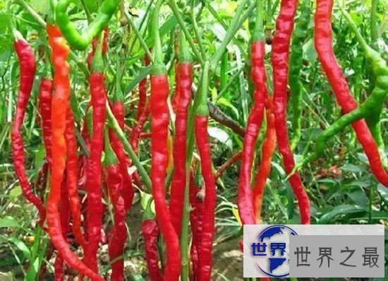 【图】世界上最奇特的16种辣椒，水果味和辣死人的辣椒