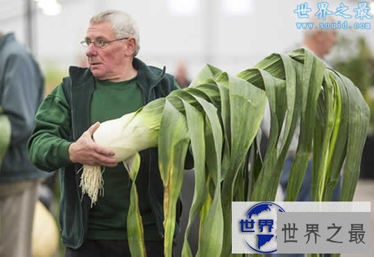 【图】英国举行巨型蔬菜大赛,蔬菜的世界之最