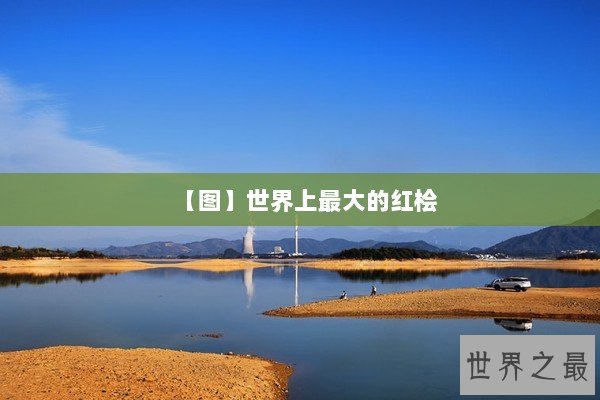 【图】世界上最大的红桧