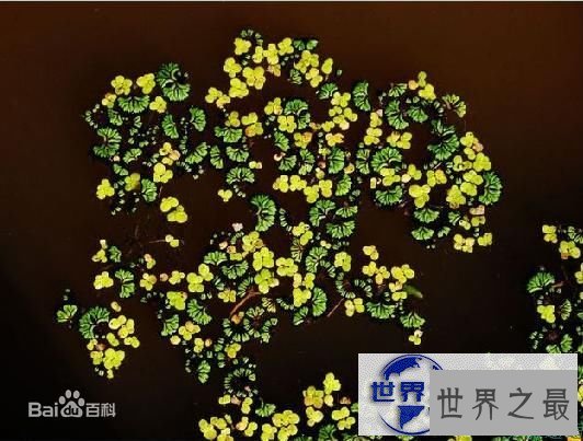 【图】世界上最小的花