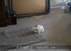 【图】立定跳远世界纪录，男子3.476米/女子3.25米