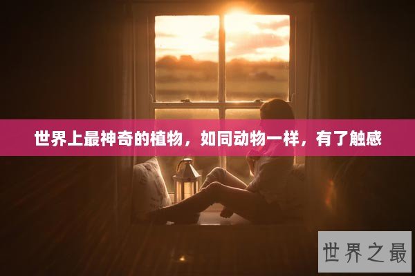 世界上最神奇的植物，如同动物一样，有了触感