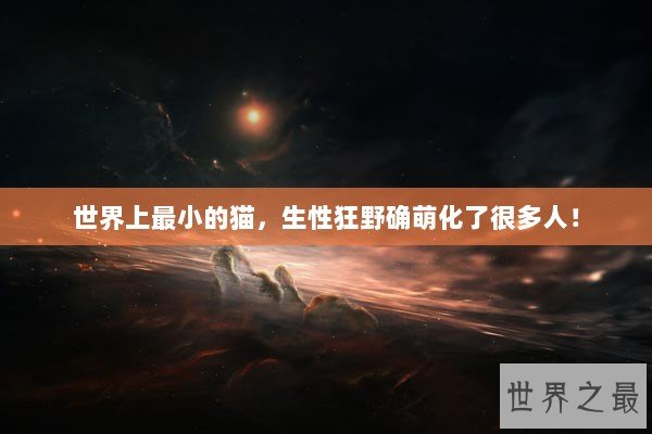 世界上最小的猫，生性狂野确萌化了很多人！